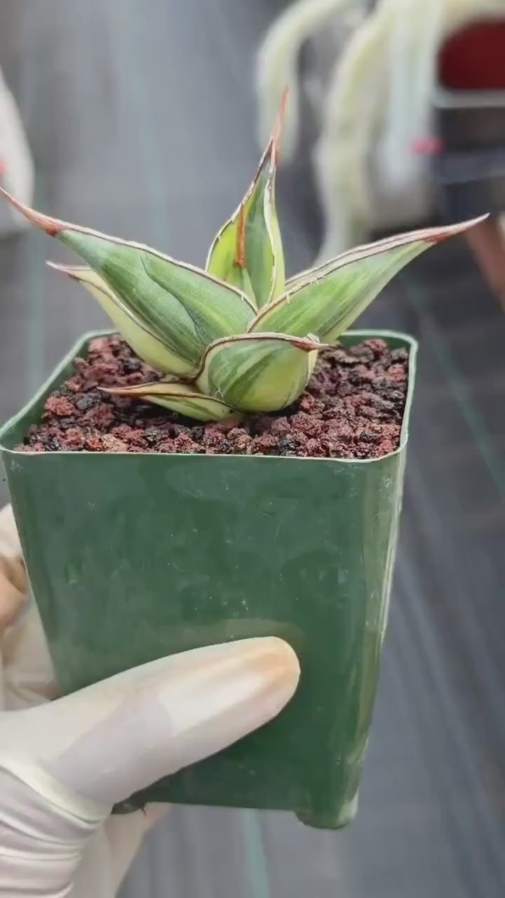Variegated Sansevieria Pinguicula | Rare Snake Plant | Easy Care Live Houseplant #257