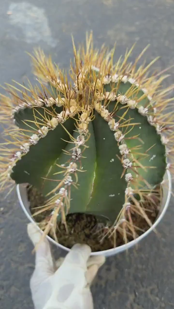 8” Astrophytum Ornatum Large | Rare Plant | Live Cactus
