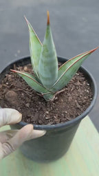 Sansevieria Pinguicula Rooted Offset | Rare Walking Snake Plant