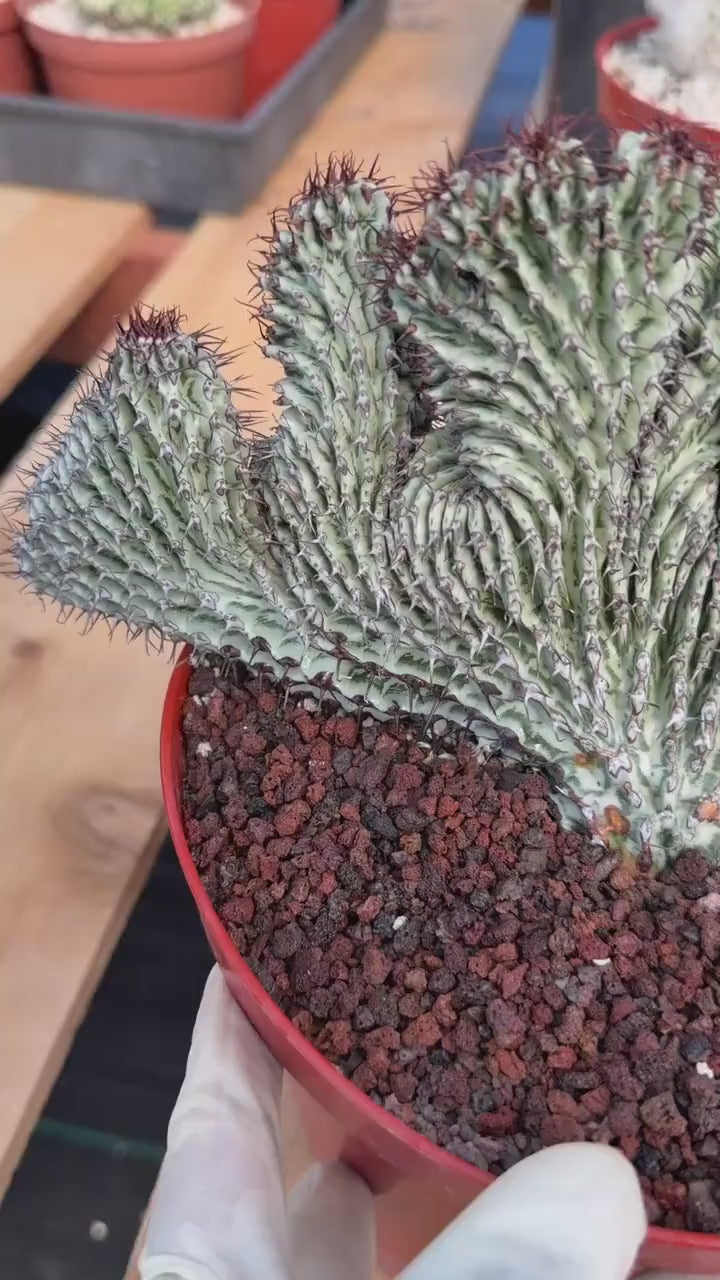 Crested Euphorbia Confinalis on Short Graft | Rare Succulent #877