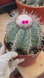 Melocactus Azureus Blue Turk's Cap Cactus – Rare Live Plant #169