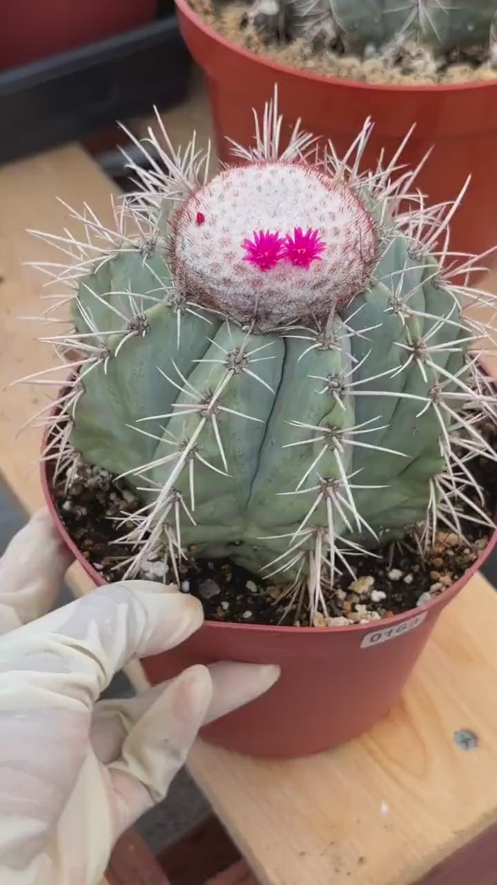 Melocactus Azureus Blue Turk's Cap Cactus – Rare Live Plant #169