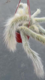 Large Hairy Monkey Tail Cactus – Fuzzy White Live Cactus