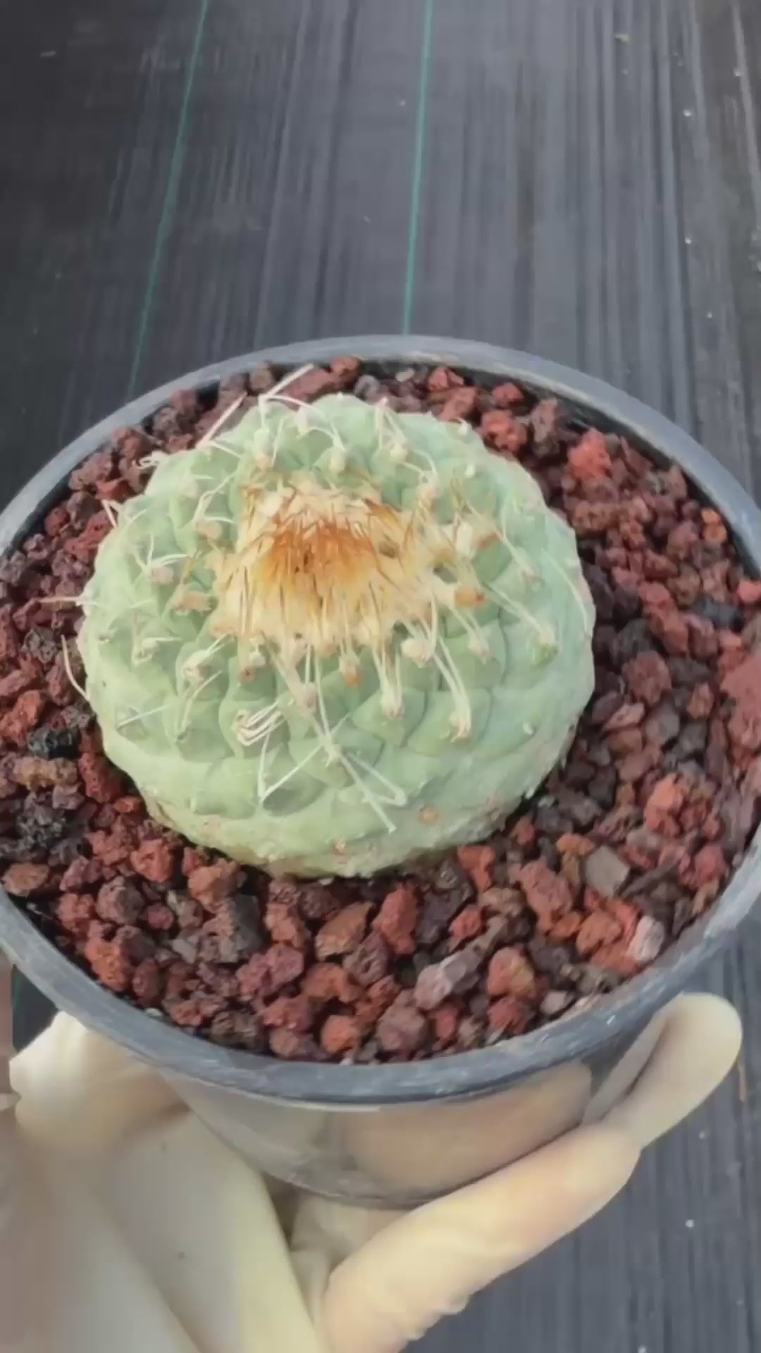 Strombocactus #174 — Rare Seed-Grown Collector Cactus