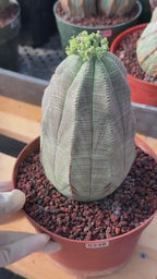 Large Euphorbia Obesa | Rare Succulent | Seed‑Grown Live Cactus Plant