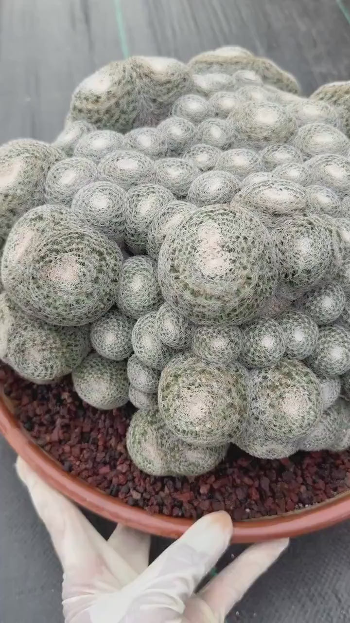 Mammillaria Perbella Monster Cluster Live Cactus