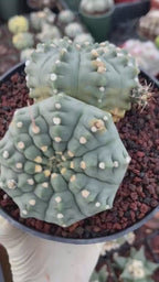 Gymnocalycium Vaterii Spineless Double Heads | Live Cactus | 6" Pot | #162
