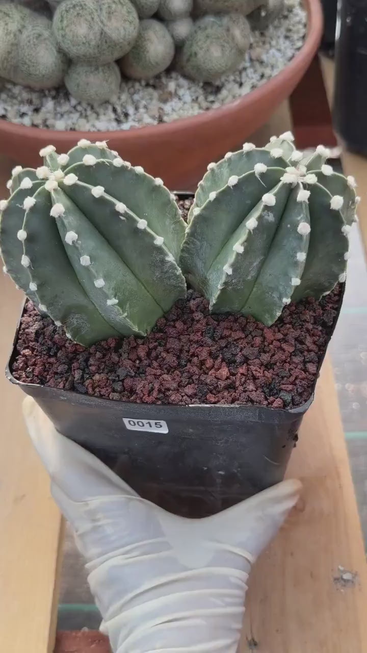 Astrophytum Capricorn Spineless Double Head #15