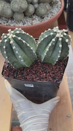 Astrophytum Capricorn Spineless Double Head #15