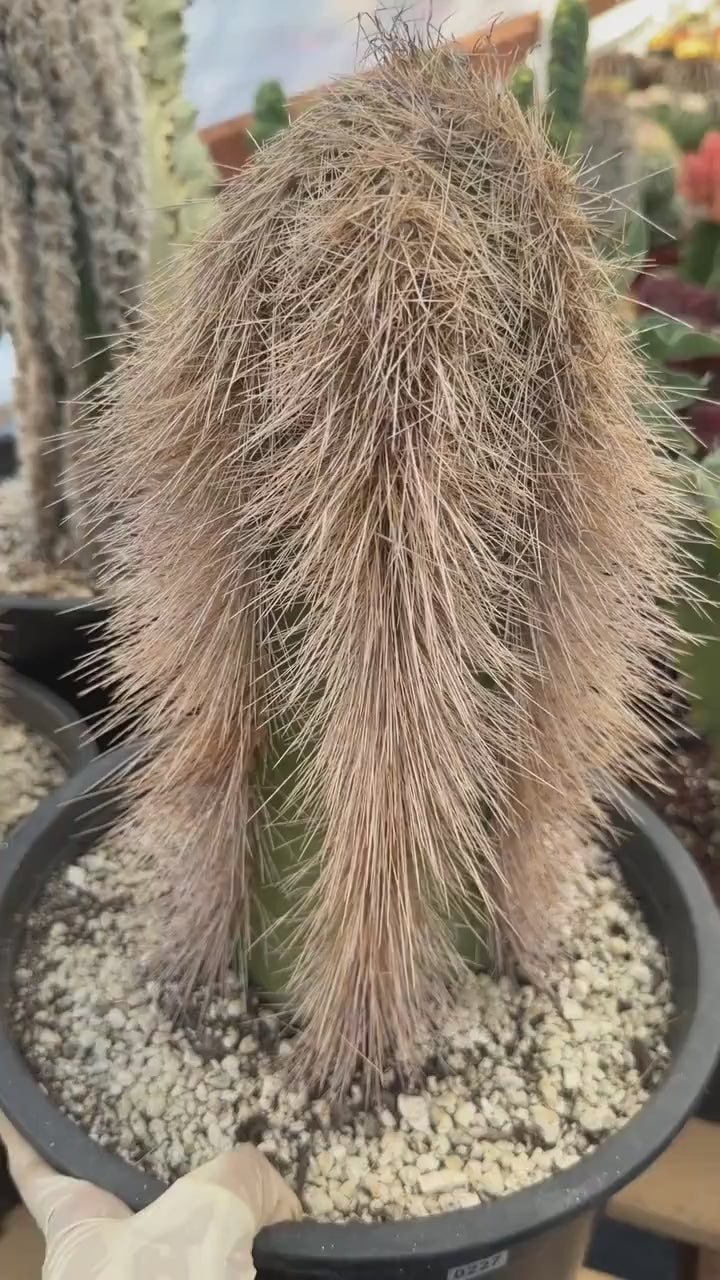 Woolly Rhino Columnar Cactus Cutting – Rare Live Cactus Plant