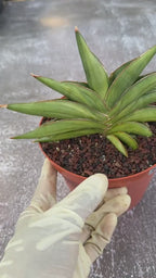 Variegated Sansevia Sawaddee #206 | Easy Care House Plant | Live Plant