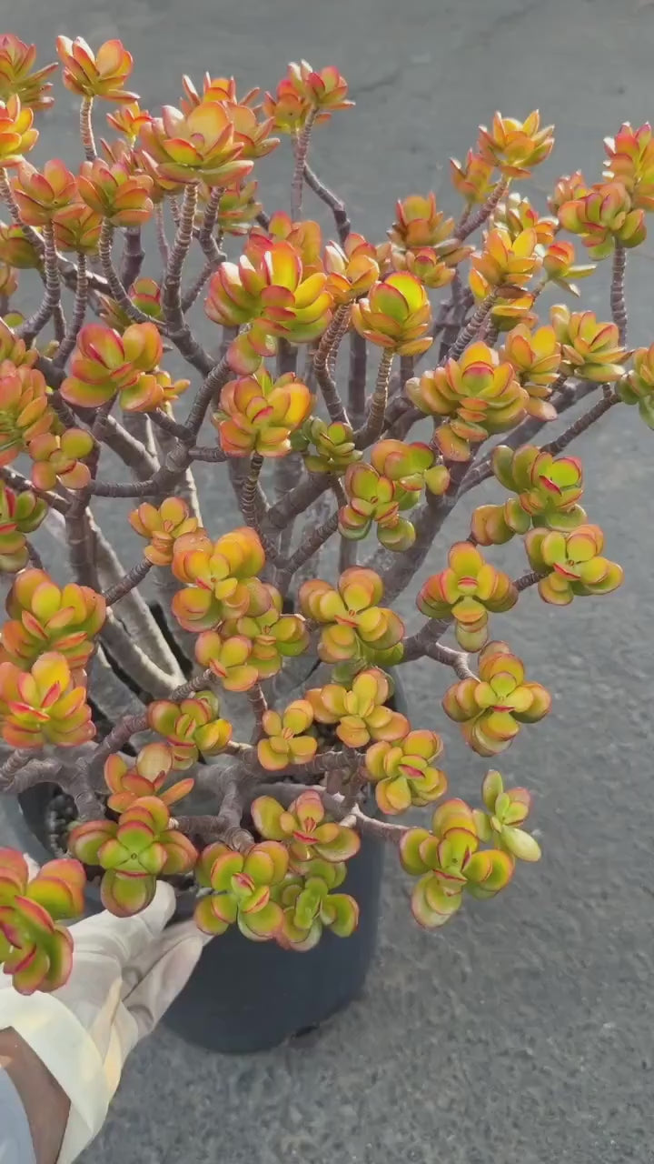 Crassula Jade Old Bonsai Trunk Live Plant