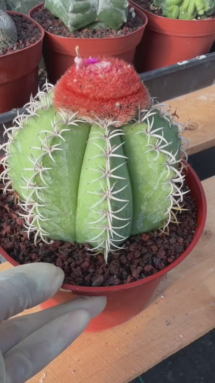 Melocactus #265 – Rare Live Cactus Succulent Plant
