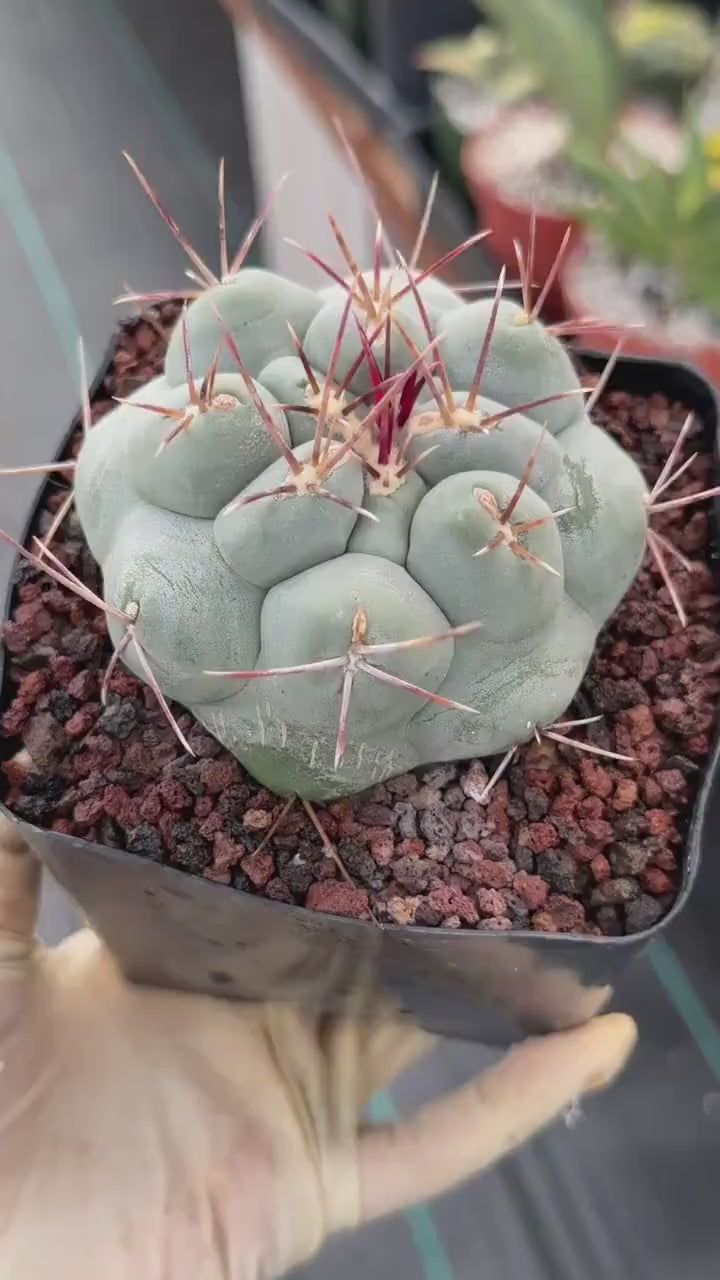 Thelocactus Hexaedrophorus | Rare Blue Cactus | Seed Grown Live Cactus | Rare Collector Plant | Exact Specimen #12