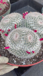 Mammillaria Owl Eye Cluster | Rare Live Cactus Specimen #612