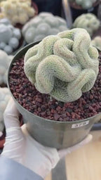 Crested Mammillaria | Rare Collector Cactus | Live Plant #379