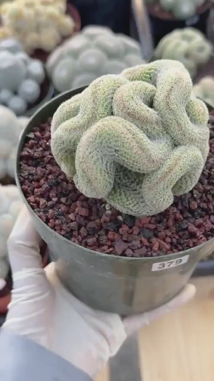 Crested Mammillaria | Rare Collector Cactus | Live Plant #379