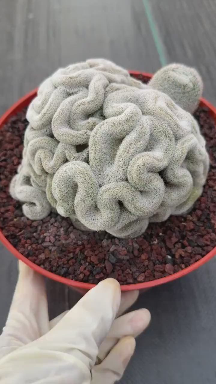 Mammillaria Perbella Crested | Rare Specimen Cactus | 8" Live Plant