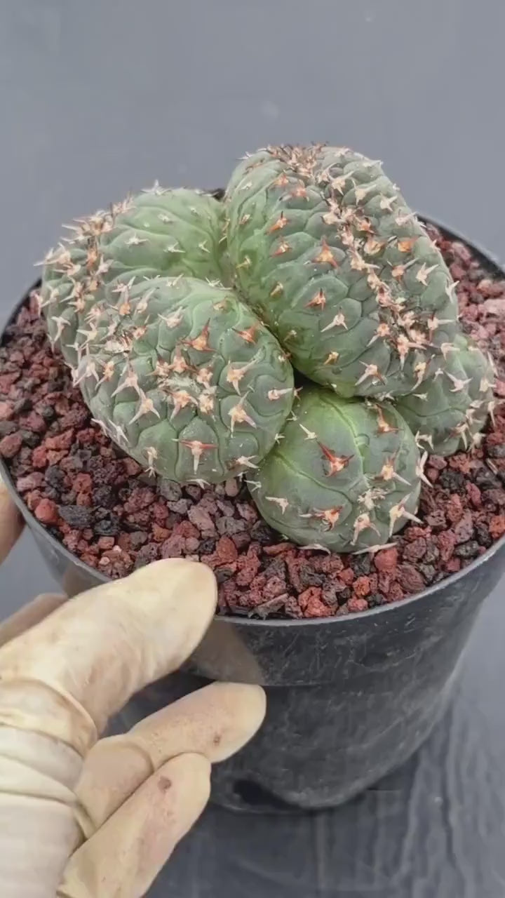 Crested Gymnocalycium Spegazzinii Cluster Cactus #752