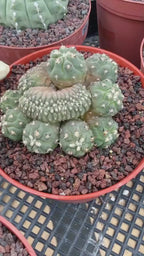 Gymnocalycium Spegazzinii Unguispinum Cluster #331 | Rare Collector Cactus | Live Plant
