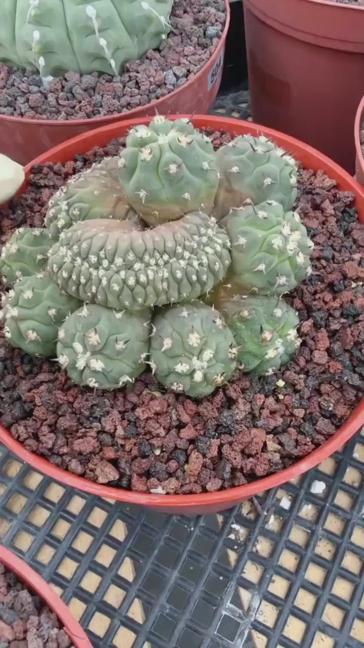 Gymnocalycium Spegazzinii Unguispinum Cluster #331 | Rare Collector Cactus | Live Plant