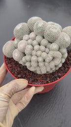 Mammillaria Perbella Monstrose Cluster & Crested Cactus #837 – Rare Collector Specimen