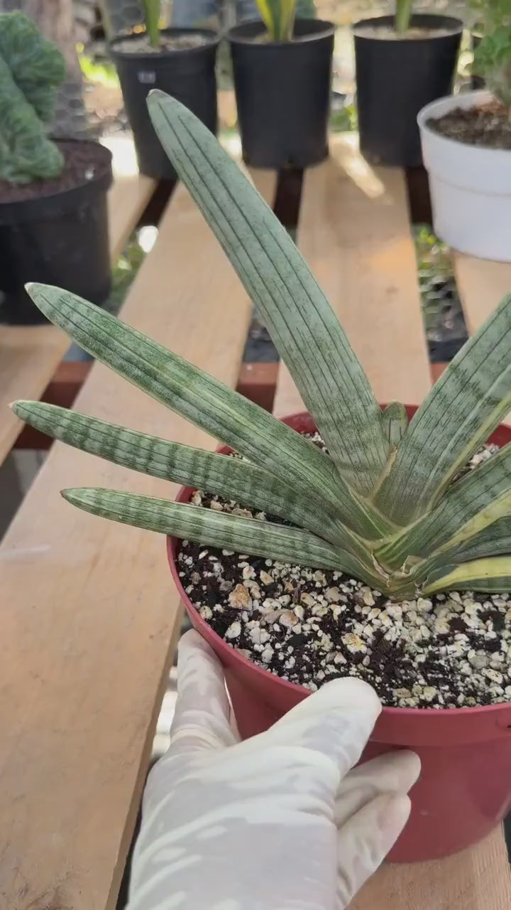 Variegated Sansevieria Boncel | Live Snake Plant #136