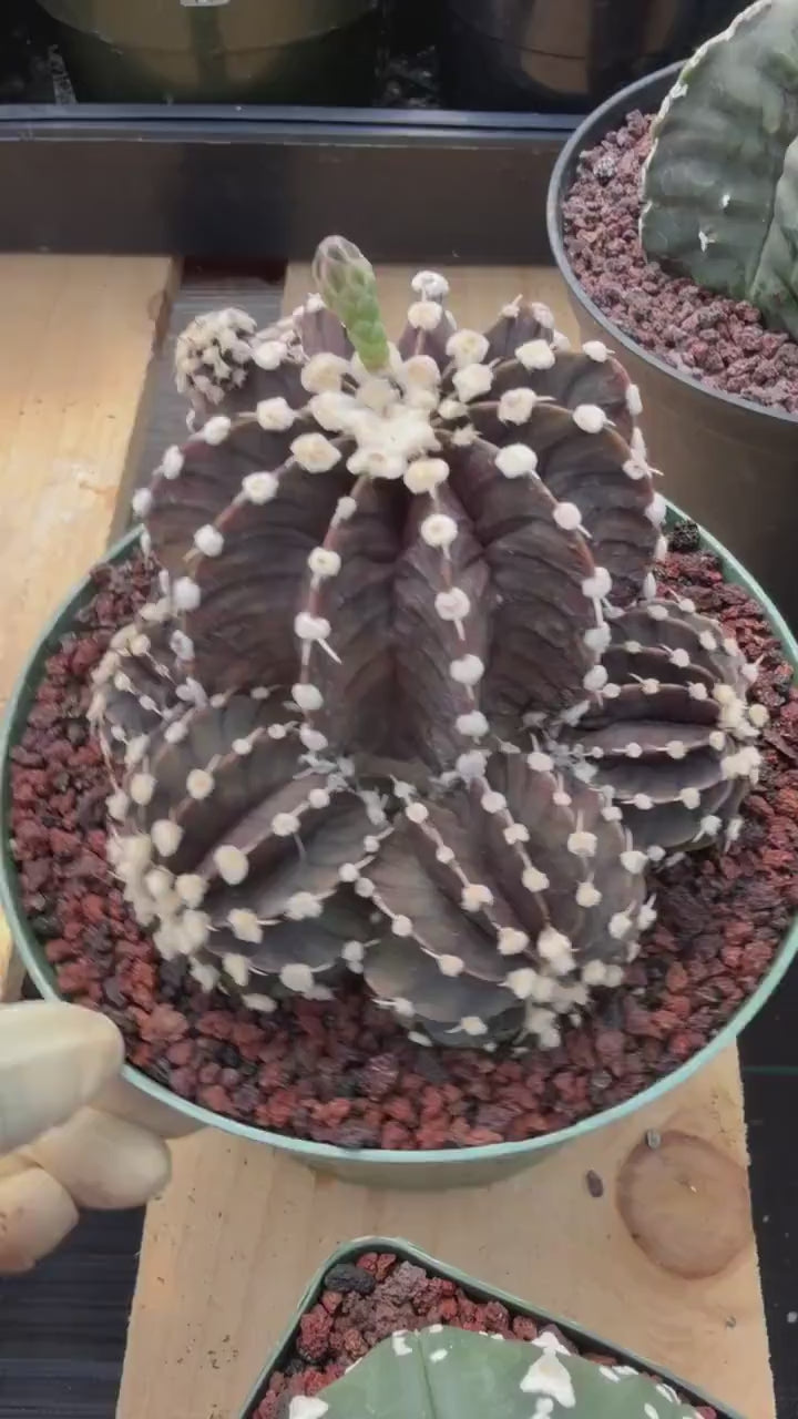 Variegated Purple Gymnocalycium Cluster Live Cactus – Rare Plant #25