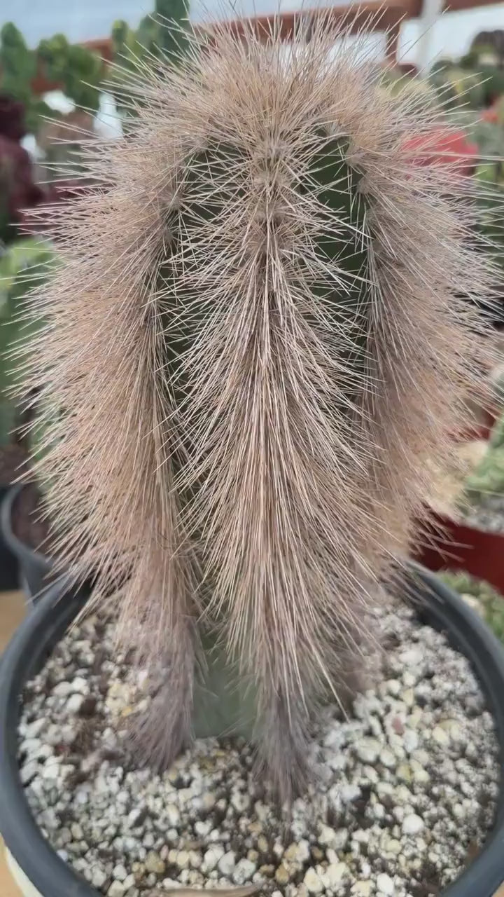 Woolly Rhino Columnar Cactus Cutting | Rare Calloused Live Plant Ready to Root #173
