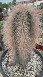Woolly Rhino Columnar Cactus Cutting | Rare Calloused Live Plant Ready to Root #173