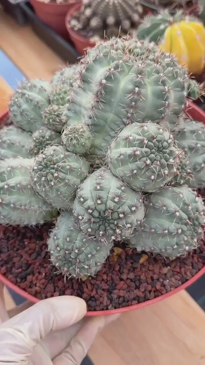 Large Gymnocalycium Baldianum Cluster | Rare Seed‑Grown Live Cactus Plant #1