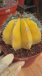 6” Variegated Melocactus | Live Cactus | Live Plant Rich #415