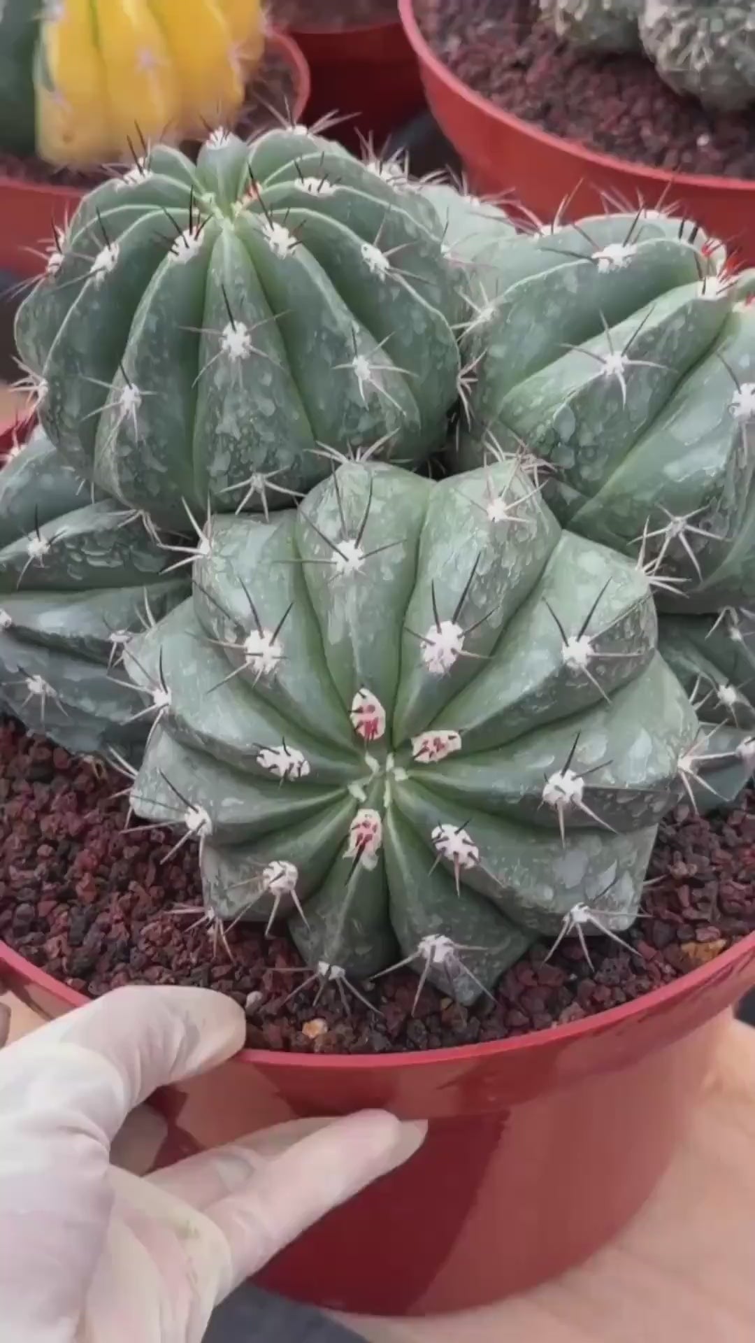 Melocactus Cluster Seed Grown | Rare Collector Cactus |  #863