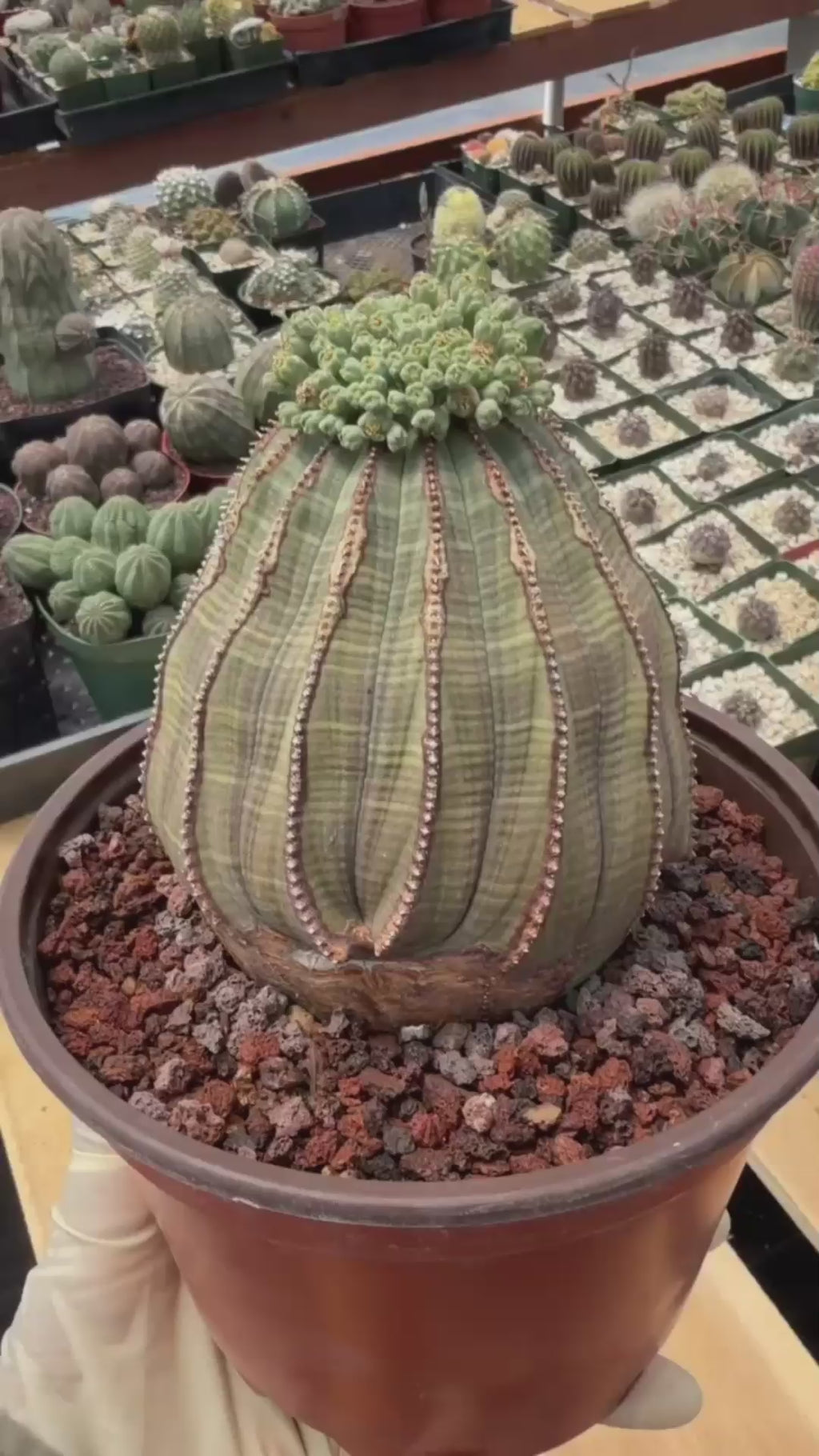 Euphorbia Obesa Large #246 | Rare Baseball Plant | Large Collector's Specimen