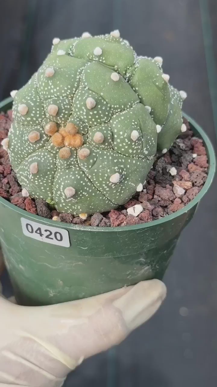 Astrophytum Asteria Double Heads Seed Grown #420