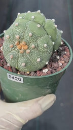 Astrophytum Asteria Double Heads Seed Grown #420