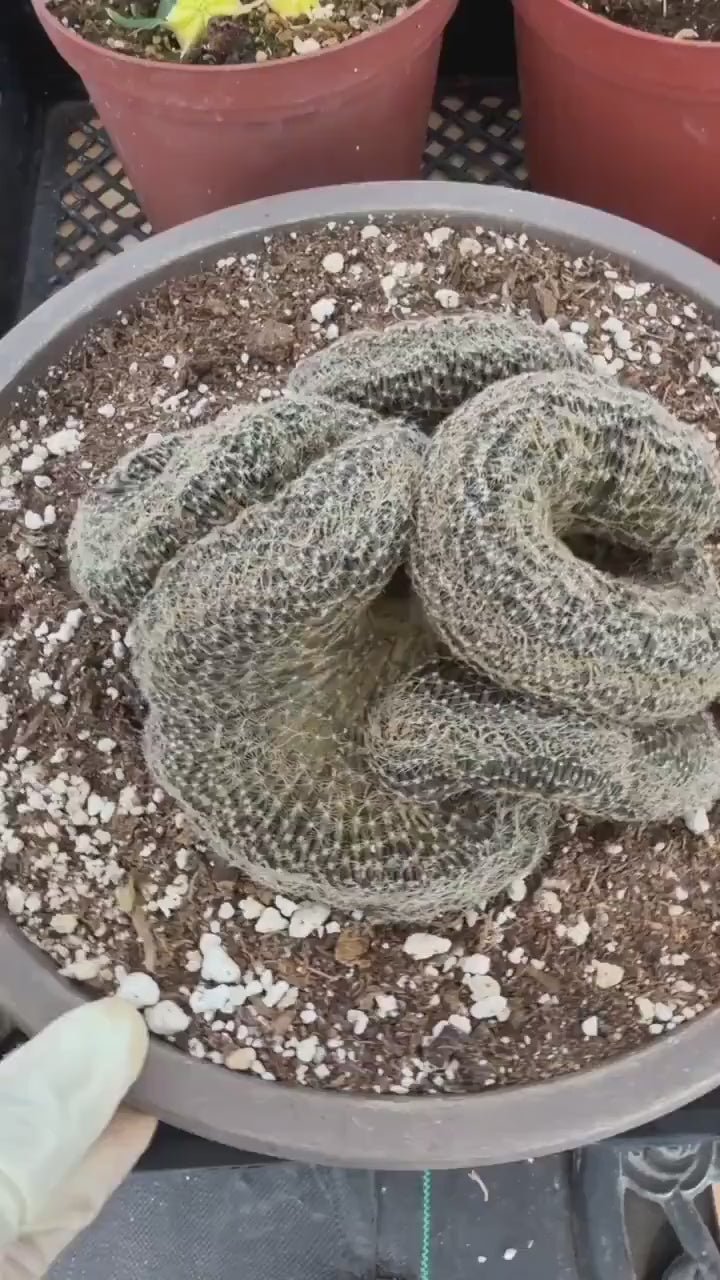 Crested Lobivia Famatimensis – Rare Live Cactus