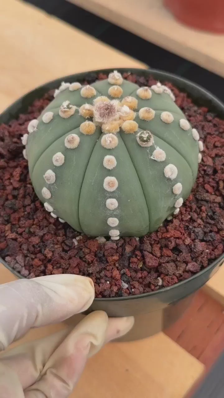 Astrophytum Ooibo Shinshowa #741 – Rare Seed Grown Cactus w/ Small Pups, Live Succulent Plant