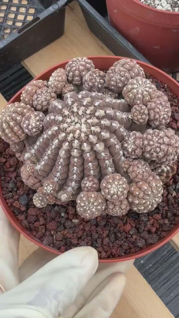 Gymnocalycium Ragonesei Cluster | Rare Live Collector Cactus #278