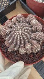 Gymnocalycium Ragonesei Cluster | Rare Live Collector Cactus #278
