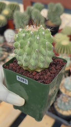 Rare Copiapoa Cinerea #293 | Live Specimen Cactus | Collector Succulent Plant