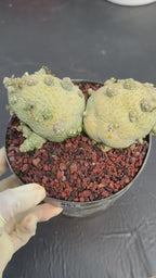 Large Pseudolithos Double Head #851 | Rare Live Succulent | 5" Pot