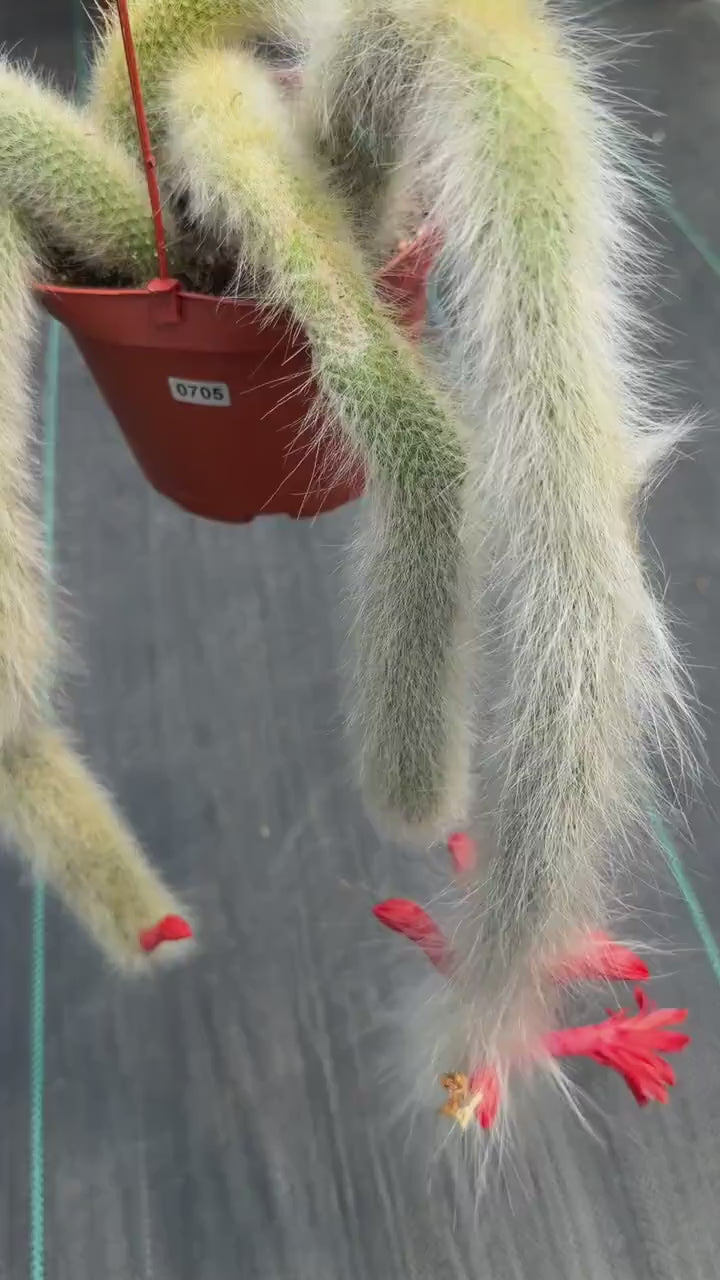 Hairy Monkey Tail Cactus #705 | Fuzzy White Live Cactus