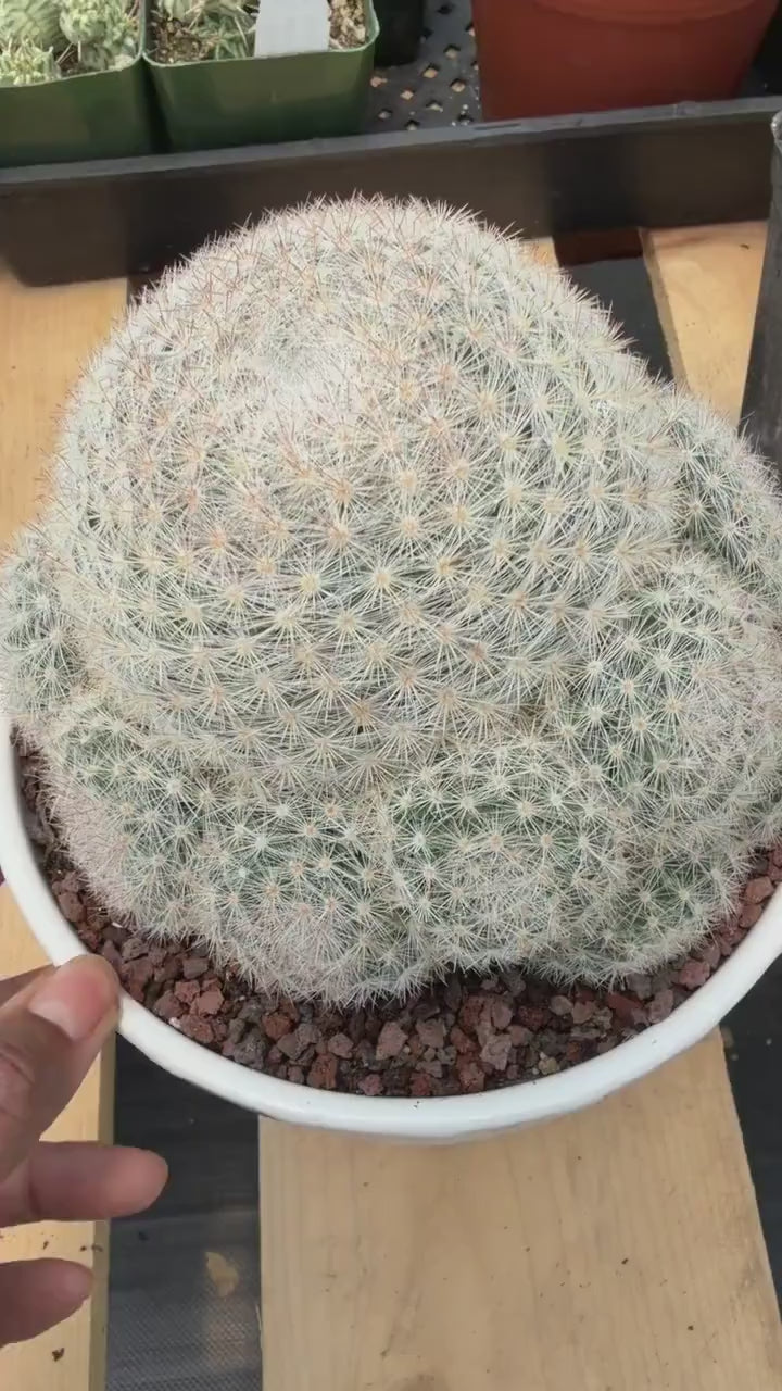 Mammillaria Candida with Pups #521