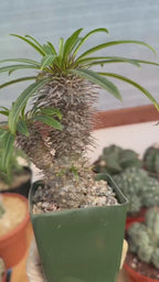 Pachypodium Lamerei – Rare Double Head Madagascar Palm | Live Succulent Tree