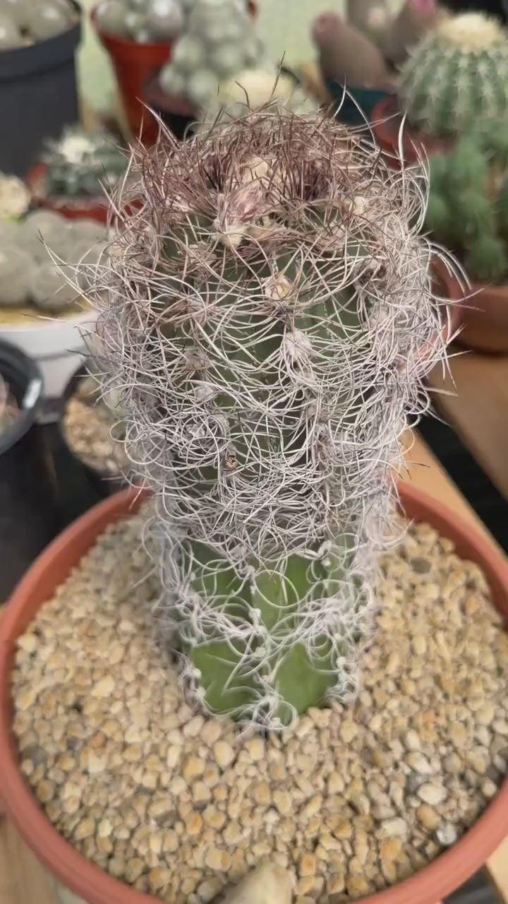 Seed Grown Astrophytum Capricorne Large| Rare Live Cactus