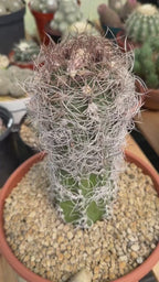 Seed Grown Astrophytum Capricorne Large| Rare Live Cactus