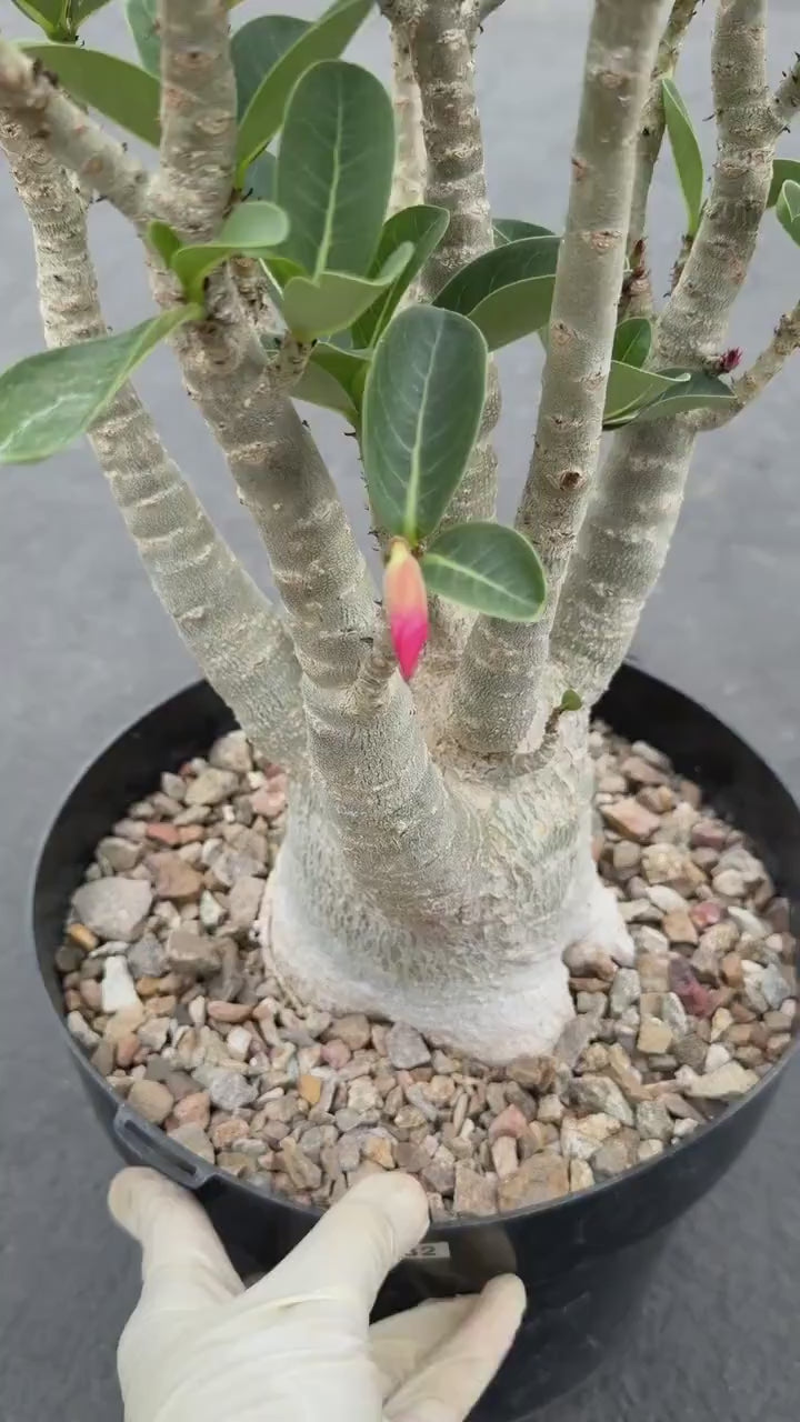 Large Specimen Adenium Arabicum | Pink Flower Live Plant