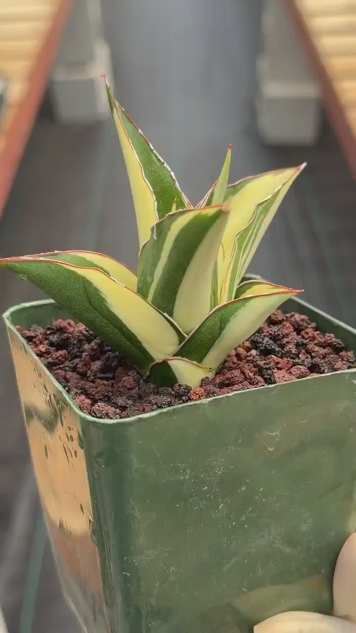 Variegated Sansevieria Tower #205 | Rare Snake Plant | Easy Care Live Houseplant