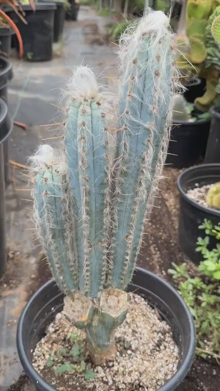 Blue Pilosocereus Pachycladus – Rare Hairy Blue Cactus with Pups | Live Plant